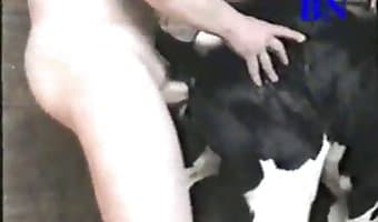 Farmer porn rapes a little calf