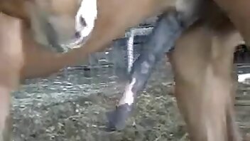 hevoseläinten videoita,seksiä eläimen kanssa