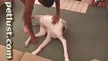 penetrazione,video di zoofilia