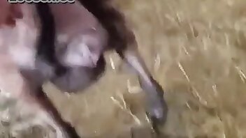 vídeos de zoofilia,vídeos pornográficos de animais
