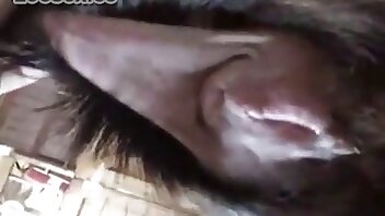 पशु अश्लील वीडियो,सेक्सी ज़ोफ़िलिया पार्टनर