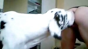 dalmatian,gets