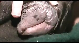 free,zoo-sex