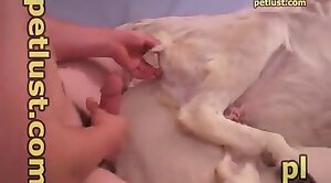 gorgeous,canine