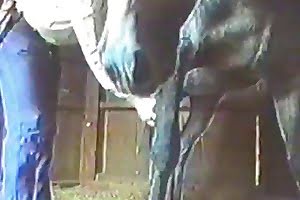 horse porn,hardcore animal porn