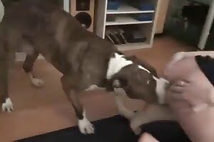 animal fuck,dog sex