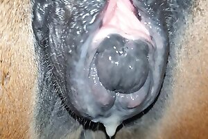 porno zoophilia,zoo porn videos