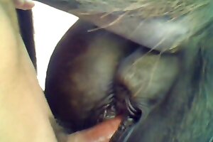 hardcore animal porn,zoophilia