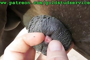 guys fuck animals,fuck