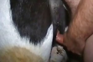 hardcore animal porn,sexual