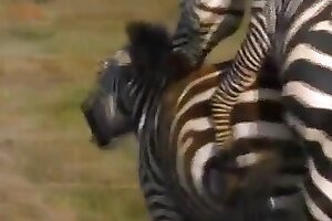 hardcore animal porn,zoo sex