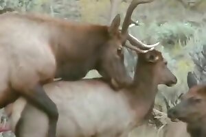 hardcore animal porn,zoo sex