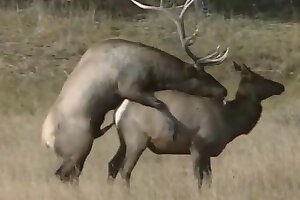 hardcore animal porn,zoo sex