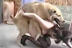 dog sex,screwing