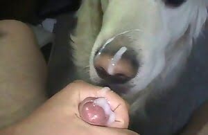 Dulce hombre folla y se corre en su perrito