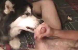video de zoofilia