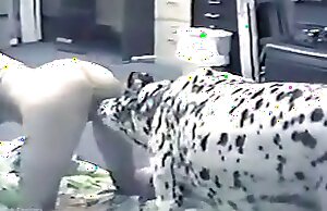 dog sex 