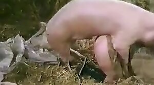 horny,bestiality sluts