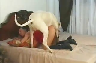 horny,passionate animal porn