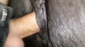 hardcore animal porn,encounter