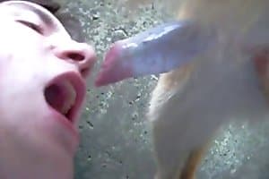 guy animal sex,dog porn