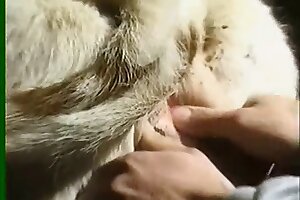 zoo sex,farm sex