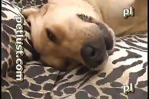 dog sex,cute