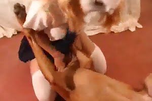 bestiality,