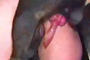dog sex,screwing