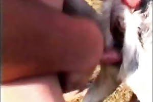 fuck,goat