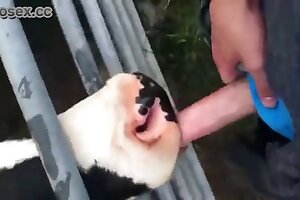 bestiality stories,bestiality