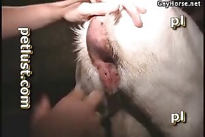 beastiality orgasms,beastiality sex