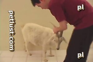 animal porno,bestiality