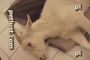 animal porno,bestiality