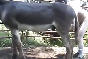 dog porn,bestiality