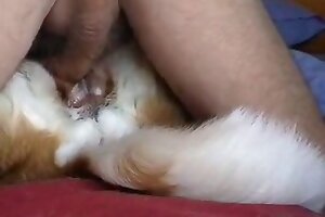 bestiality,zoofilia porn