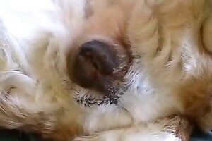 zoo sex tube,closeup zoo porn