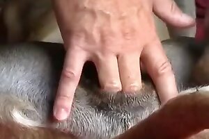 videos zoophilia,vagina
