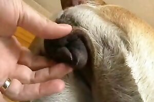 zoofilia porn,screwing