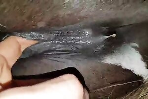 animal porno,beastiality sex