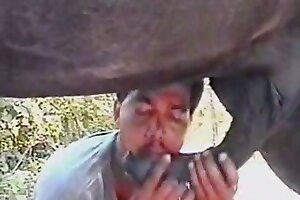 blowjob,bestiality