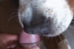 dog sex,blowjob