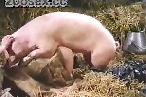 wild,boar