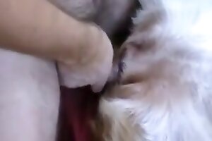 penetrates,dog sex