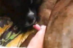 犬のセックスのためのあらゆる穴