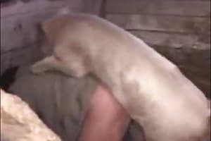 free animal porn