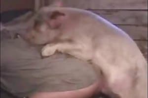 Pig Ki Chudai - Pig Sex. Free animal porn videos and zoo sex movies