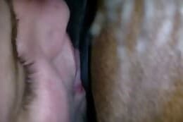 pussy