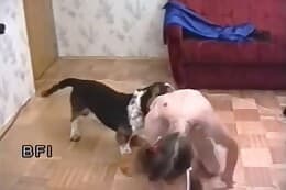 bestiality