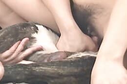 animal sex clips